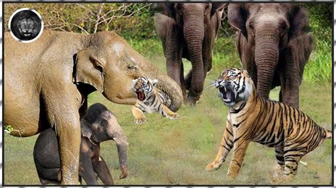 Latest Angry Elephant Tramples Tiger Cubs To Death For Revenge Tiger Vs