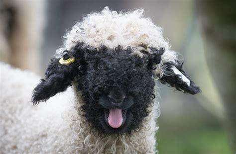 Toy-Like Valais Blacknose Sheep Rightfully Dubbed the ‘World’s Cutest’