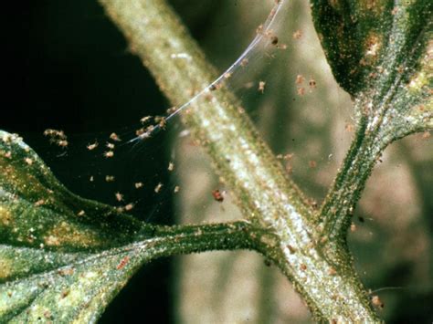 Spider Mites on Plants: Effective Ways to Kill Spider Mites ...