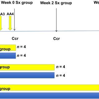 Experimental Procedure And Timeline For The Mouse Model Male C Bl