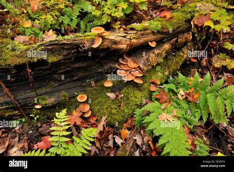 Rotting log ecosystem hi-res stock photography and images - Alamy