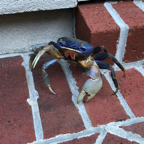 Spot A Blue Land Crab In Georgia The Department Of Natural Resources