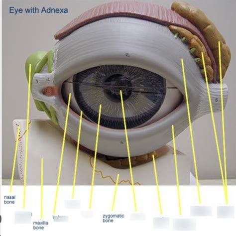 eye #1 MODEL Diagram | Quizlet