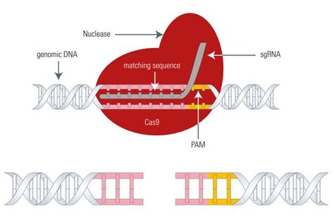 Gene Editing With Crisprcas9 Breakthrough In Genome Engineering Science Lab Leica