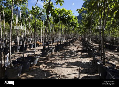 Plantacao De Mudas De Mata Atlantica Reflorestamento Na Zona Rural De