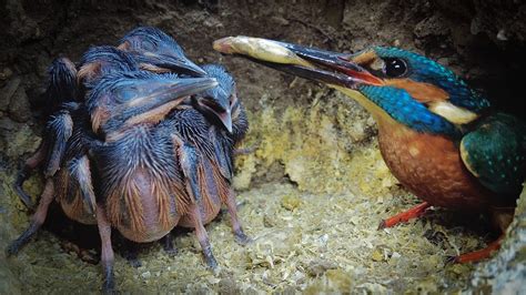 Kingfisher Chicks Jump To Attention When Dad Calls Dinner Time