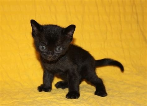 13+ Bombay Kitten Images - Furry Kittens