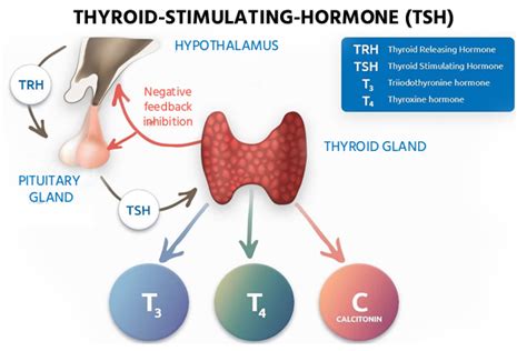 Thyroid Stimulating Hormone Test Purpose Procedure Result 52 OFF