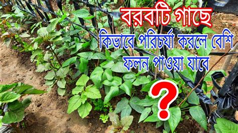 Shokher Bagan 2021বরবটি গাছে কিভাবে পরিচর্যা করলে ভালো ফলন পাওয়া যাবে