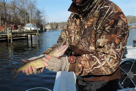 Upper Chesapeake Bay Fishing Report January Fishtalk Magazine