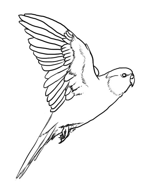 Parrot Flying Drawing at GetDrawings | Free download