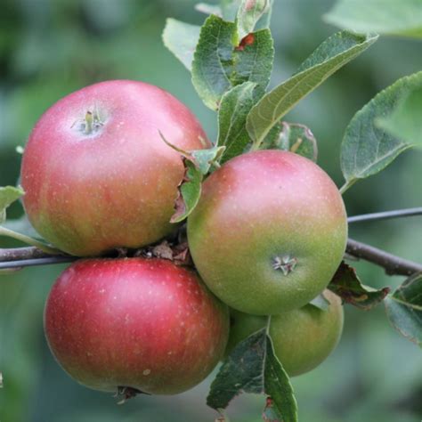 Malus Domestica Pommier Discovery Demi Tige