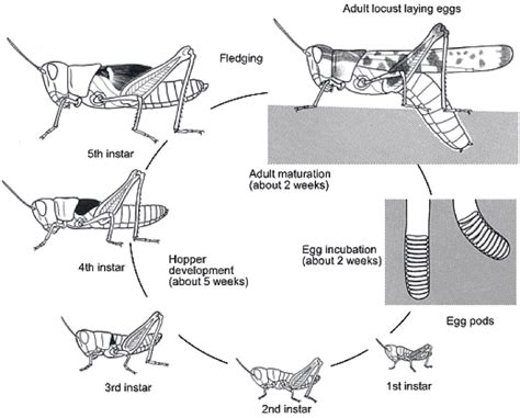 Simple or Hemimetabolous Metamorphosis : Montana Science Partnership