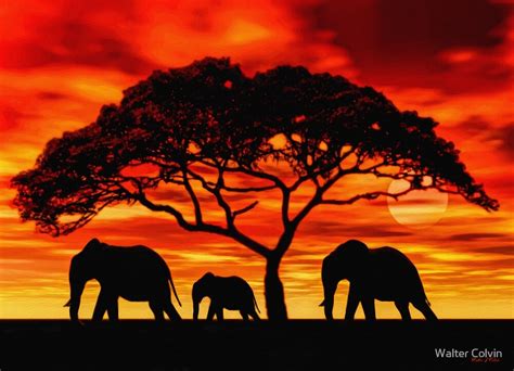 "Acacia Elephant Sunset" by Walter Colvin | Redbubble