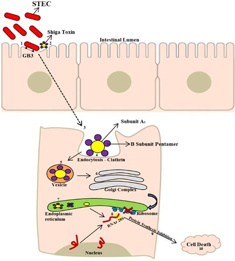 Shiga‐toxin Producing Escherichia Coli Pathogenicity Supershedding