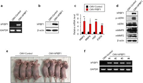 Exogenous Human Pibf Expression Drives Tumorigenesis Of Ba F Cell