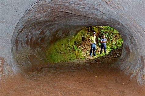 Get Lost In Mega Tunnels Dug By South American Megafauna Discover