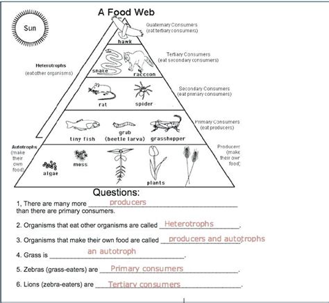 Food Chain Printable Lesson And Worksheet 5th Grade Science Free