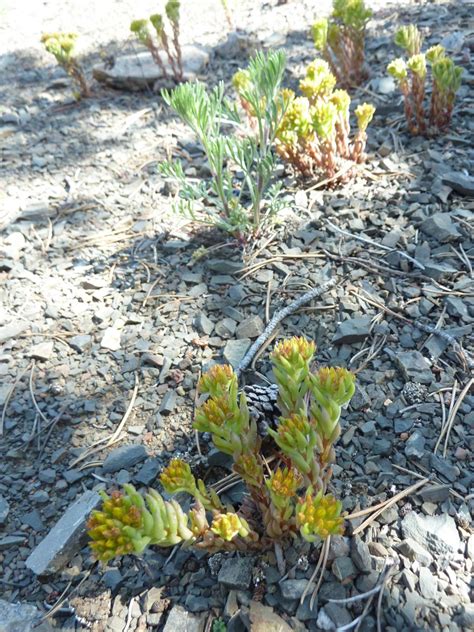 Sedum Lanceolatum North American Rock Garden Society