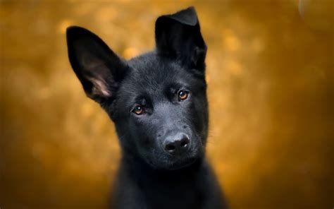 Download wallpapers Black German Shepherd, puppy, bokeh, black dog, cute animals, German ...