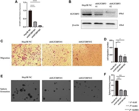 Validation The Functions Of Igf2bp3 In Hcc Cell Line A The Download Scientific Diagram