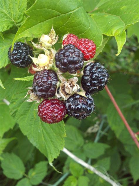 Black Caps Fruit