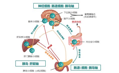 糖尿病治疗：gka加强机体自身调糖能力，全新机制拓宽糖尿病治疗之路！腾讯新闻