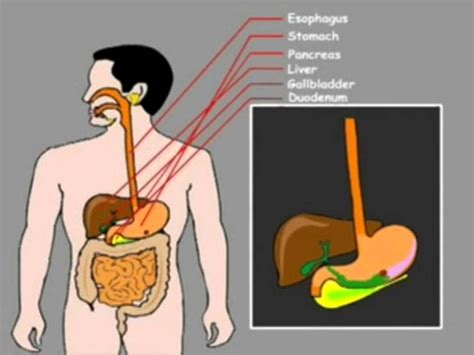 Human Digestive System In Animation Youtube