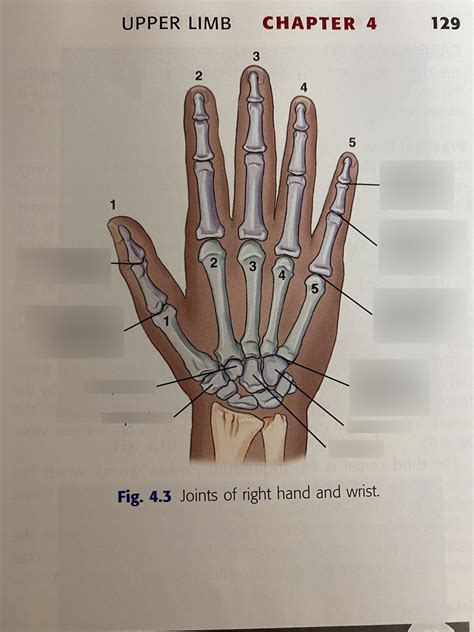 Joints Of The Hand Diagram Quizlet