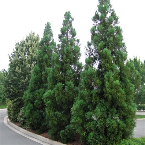 Cryptomeria Japonica Kitayama Japanese Cedar Siteone