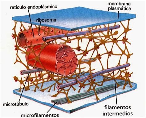 Cloroplastas Citoesqueleto