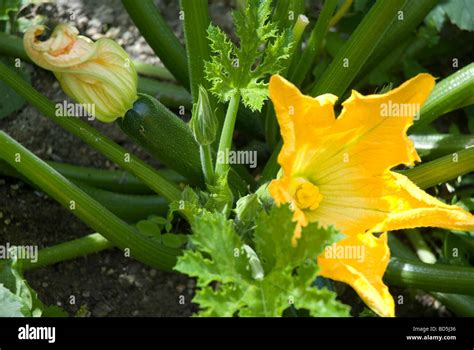 Courgette plant with flower Stock Photo - Alamy