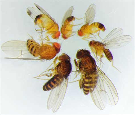 ID tips for common Drosophila species (not every Fruit Fly is ...