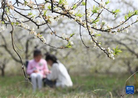 花开春意浓 享受春光正当时 图片中国中国网