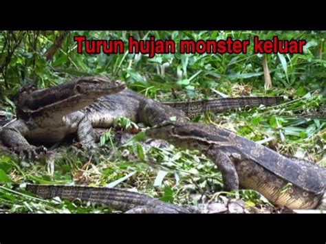 Pengendalian Hama Biawak Pest Control Monitor Lizard YouTube