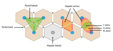 Normal Liver Histology 101 Aasld