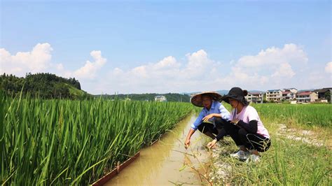 【人民幸福生活是最大的人权】锦屏：稻渔综合种养 稻香鱼肥双丰收农业稻田油枯