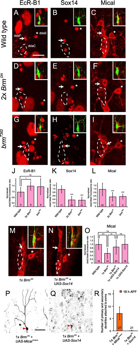 Intrinsic Epigenetic Factors Cooperate With The Steroid Hormone