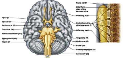 Chapter 11 Nervous System Divisions Flashcards Quizlet