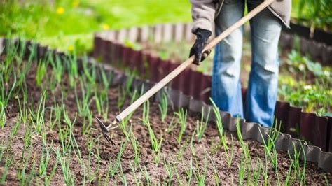 Lits De D Sherbage Avec Des Plantes Agricoles Poussant Dans Le Jardin