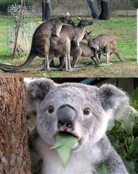 kangaroo group love koala shocked Memes - Imgflip