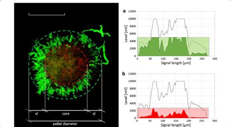 Left: confocal microscopy of pellet with enhanced contrast depicting ...