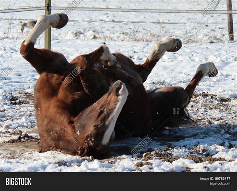 Horse Rolling Snow Image & Photo (Free Trial) | Bigstock