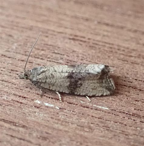 Flying Tonight Micros Norfolk Moths The Macro And Micro Moths Of