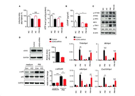 Pm Exposure Induces Mitochondrial Injury And Mtdna Release Causing