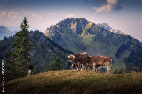 Kühe auf dem Steineberg mit Blick zum Gipfel Stuiben auf der