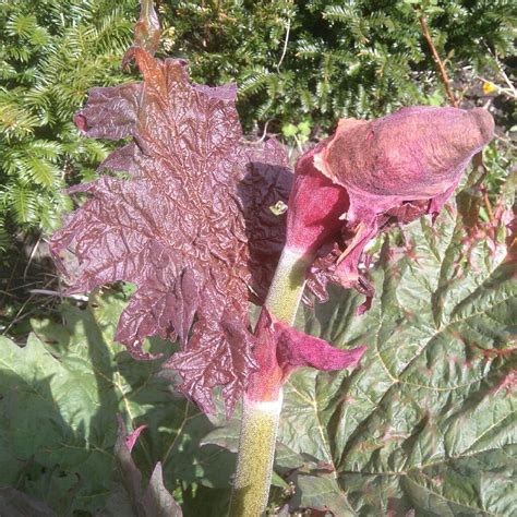 Rheum Palmatum Atrosanguineum Ornamental Rhubarb Uploaded By Lewish