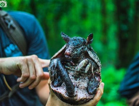 Rare Northern Naked Armadillo Sighting On Continental Divide