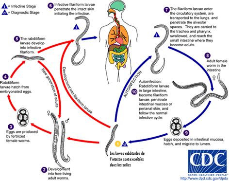 Ciencias De Joseleg 5c ReproducciÓn Y Ciclo De Vida De Los Nematodos Anquilostoma