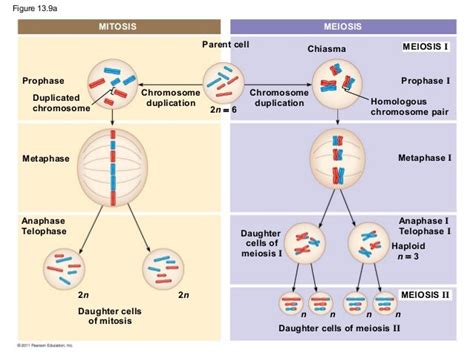 2n=6 Meiosis Diagram